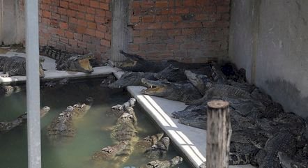 Idoso cai em criadouro, é destroçado e devorado vivo por 40 crocodilos no Camboja