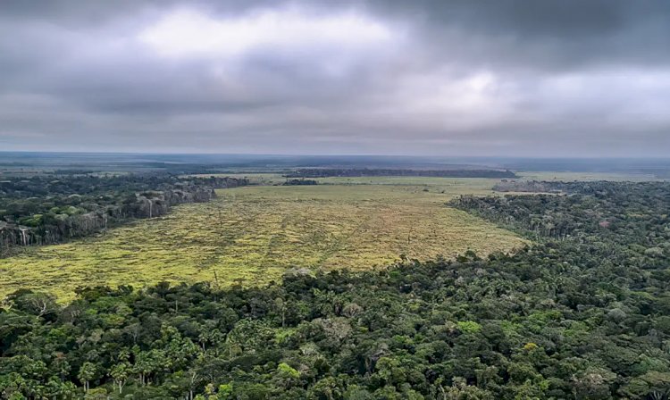 Entenda como o mau uso da floresta compromete a vida no planeta