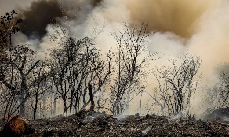 ICMBio suspeita de incêndio criminoso na Floresta Nacional de Brasília