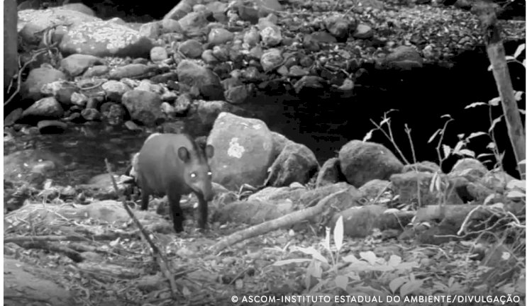 Consideradas extintas, antas são vistas no Rio após 100 anos