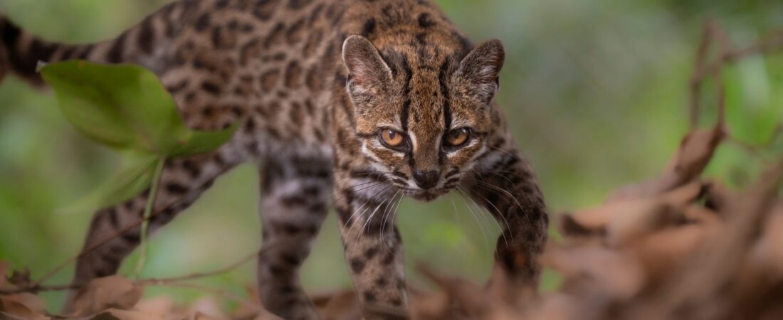 Nova espécie de felino é identificada na Bolívia pela primeira vez em mais de um século